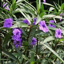 Image result for Ruellia praetermissa