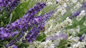 Sie können die pflanze aber noch bis etwa anfang august in den garten setzen. Lavendel Den Duftenden Sommerboten Pflanzen Und Pflegen Mdr De