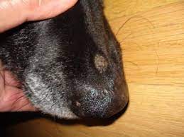 29.11.2018 · signs and symptoms of nose cancer in dogs. Flaky Dime Sized Dog Nose Bump Just Above Black Lab S Nose