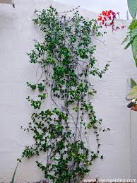 Hope you enjoy these pictures, which i have loaded to my tinypic account with a link to the entire gardening alabama album i purchased a pink confederate jasmine this past year and cant wait to see of it blooms/ survives for me. Pruning A Star Jasmine Vine That S Heat Stressed Joy Us Garden
