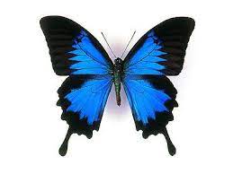 Pin On Butterflies And Flowers