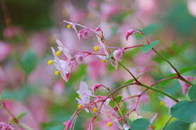 Image result for Rungia grandis