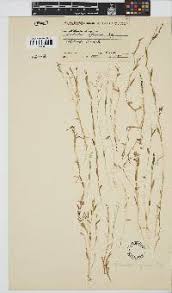 Image result for Coelachne africana