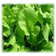 Image result for Aeschynomene schimperi