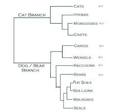 Classification Phylogeny Black Footed Ferret