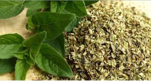 Check spelling or type a new query. Rigoni Dhe Vetite E Tij Fol Drejt