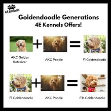 Über 7 millionen englischsprachige bücher. Goldendoodles For Sale Near Las Vegas 4e Kennels