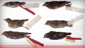 Several aspects of ornithology differ from related disciplines, due partly to the high visibility and the aesthetic appeal of birds. Evolution Teaching Resource Spot The Adaptations In Darwin S Finches Natural History Museum