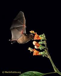 Southwest, for example, bloom in the evening to attract pollinating bats. Pollinator Resources