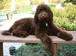 complete guide on labradoodle size and weight labradoodles