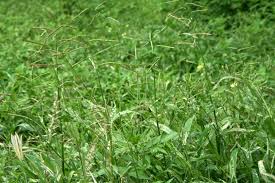 Image result for Urochloa brachyura