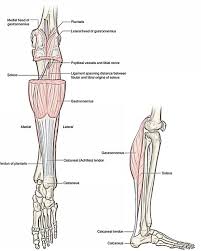 Quickly memorize the terms, phrases and much more. Easy Notes On Muscles Of The Posterior Compartment Of The Leg Earth S Lab