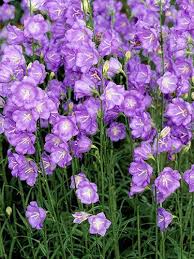 Its origins are tied to royalty and ceremony. 7 Perennials That Will Bloom Multiple Times This Summer Flowers Perennials Perennial Plants Plants