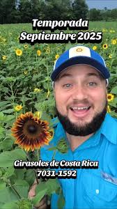 Atención!🌻🇨🇷 Estamos en las puertas de una de las MEJORES TEMPORADAS de  Girasoles de Costa Rica!, Próxima Temporada del 5 de Septiembre al 6 de  Octubre 2025!, 🌻No sé necesita reservar , Valor de la ...