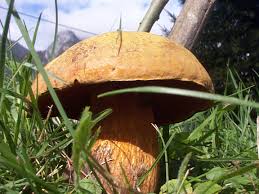 Réglons le cas des bolets toxiques parce qu'il s'agit d'une famille très récoltée aucun n'est mortel. Les Champignons Toxiques Bien Vivre A Bonnetan