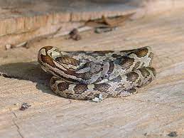 More images for corn snake rat snake » Slowinski S Corn Snake Wikipedia