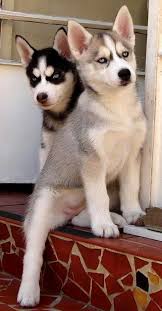 Black And Brown Siberian Husky The Definition Of Perfection Very Pretty Husky Pups Especially The Black White W Lone Ranger Mask Siberian Husky Puppies Husky Puppy Dogs