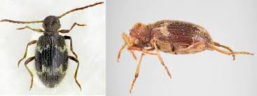 Granary weevils have been found infesting such things as caked macaroni and sunflower seeds. Stored Product Pests Bug Catchers Pest Control