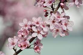 Download cherry blossom branch images and photos. Pretty Pink Cherry Blossom Flowers Tree Branch Spring Photography Cherry Blossom Flowers Pink Blossom Flower Branch