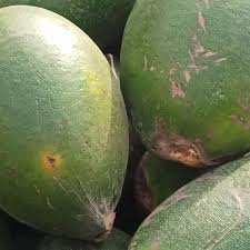 Image result for Hunteria umbellata