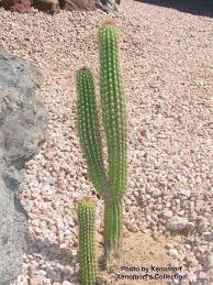 If you own a cactus, then you'll be keen to know how fast it will grow and how large it will get with time. Plantfiles Pictures Golden Torch Torch Cactus White Torch Cactus Echinopsis Spachiana By Xuling