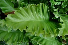Image result for Asplenium currorii