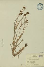 Image result for Fuirena ciliaris