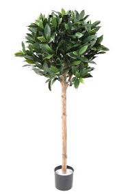 Jun 17, 2019 · les yuccas, membres de la famille des agavacées, existent sous les formes d'arbustes, plantes vivaces et petits arbres. Plante Artificielle Laurier Tige Uv Resistant Interieur Exterieur H 110 Cm