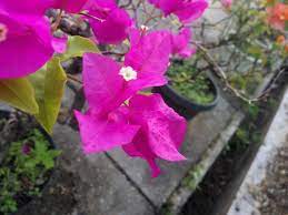 Bonsai bunga/kembang kertas atau banyak juga yang menyebutnya bonsai bougenville (bonsai bugenvil) merupakan tanaman hias berbunga indah dan warna warni. Bugenvil Bunga Kertas Si Cantik Dari America Latin Ina English Steemit