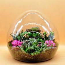 Buyuk Boy Yumurta Terrarium Terrarium Yumurta