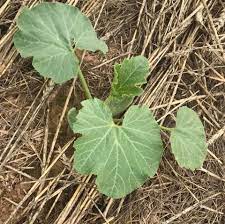 No matter where you garden—on a small acreage, an urban rooftop, or a suburban backyard—you can grow pumpkins in pots. Wegmeyer Farms Baby Pumpkin Plants In The Early Stages Facebook