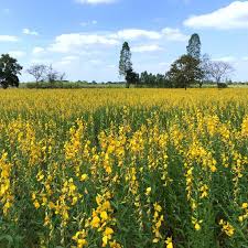 Image result for Crotalaria juncea