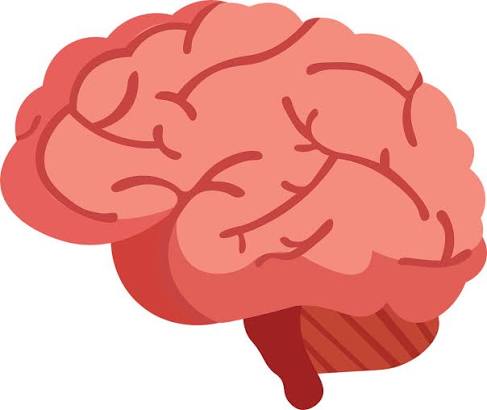Discover the Best Brain Images and Pictures for Your Projects | Free HD Stock Photos - Pixabay