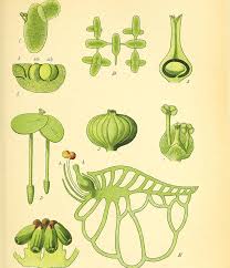 Image result for Wolffia