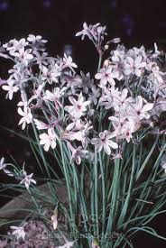 Image result for Tulbaghia cameronii