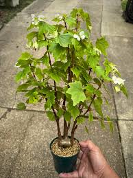 Image result for Sida dregei