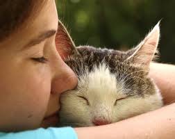 Can cats get heartworm disease? Feline Heartworm Disease Those Buzzing Mosquitoes Can Be Deadly