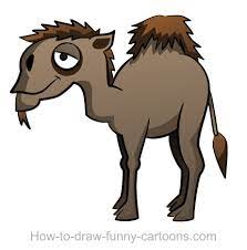 Camels are used for meat, milk, fibre (wool and hair), for transport and for other work and their dung is used for fires. Camel Drawing Sketching Vector