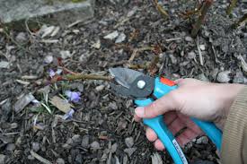 Beetrosen schneidet man so, dass eine handbreit stehenbleibt. Alte Verkahlte Rosen Schneiden So Gehen Sie Richtig Vor Gartenlexikon De
