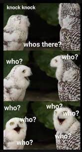 Who Who Who Animal Memes Animal Jokes Funny Pictures
