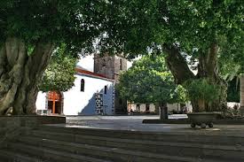 Generally, these trees grow up to a height of anything between 3 meters and 15 meters. Indian Laurel La Palma Travel