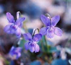 Image result for Landolphia violacea