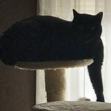 Find and adopt a pet on petfinder today. Humane Society For Greater Nashua 18 Reviews Animal Shelters 24 Ferry Rd Nashua Nh Phone Number Yelp