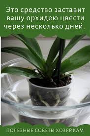 янтарная кислота для комнатных растений в таблетках как применять Eto Sredstvo Zastavit Vashu Orhideyu Cvesti Cherez Neskolko Dnej Udobrenie Kotoroe Dejstvitelno Rabotaet Sad S Orhideyami Orhidei Vyrashivanie Orhidej