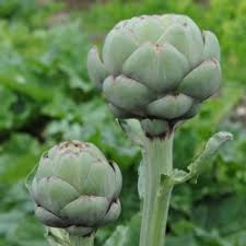 Growing artichokes in your garden is simple and easy to manage. Tavor Artichoke Plant Cynara Cardunculus Buy Online