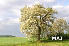 Mesec maj, mesec ko se narava prebudi in se razživi! - e-Maribor