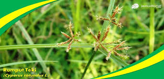 We did not find results for: Mengobati Luka Dengan Rumput Teki