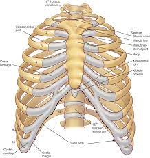 The first seven ribs progressively increase in length, the lower five ribs then begin to decrease in length. The Anatomy Of The Ribs And The Sternum And Their Relationship To Chest Wall Structure And Function Semantic Scholar