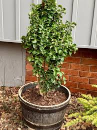 Image result for Lythrum rotundifolium