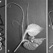 Image result for Cyclantheropsis parviflora